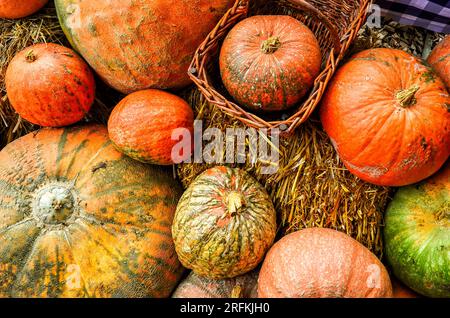 Kürbisse auf einem Markt in Spreewald im Herbst Stockfoto