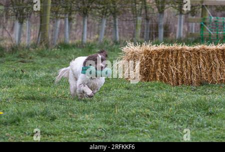 Springer und Cocker Spaniels Gewehrhund Training Training Scurries. Die Spaniels rannten, sprangen über Zäune und holten Dummies Stockfoto