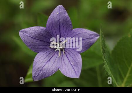 Eine einzelne lila Ballonblume, Platycodon grandiflorus im Sommergarten Stockfoto