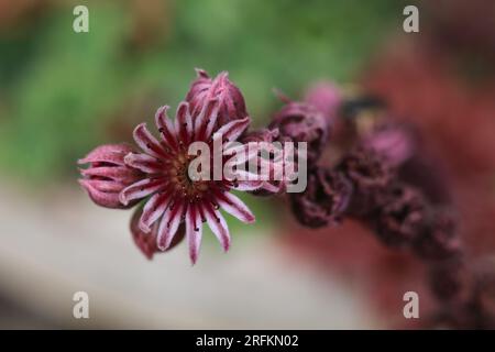 Eine gewöhnliche Stubenblüte im Sommergarten Stockfoto