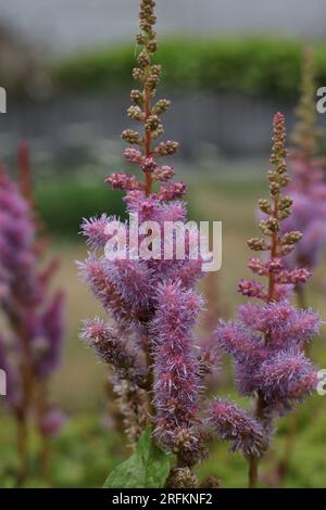 Astilbe chinensis, gemeinhin bekannt als falscher Ziegenbart, großer falscher Bart oder chinesische Atilbe Stockfoto