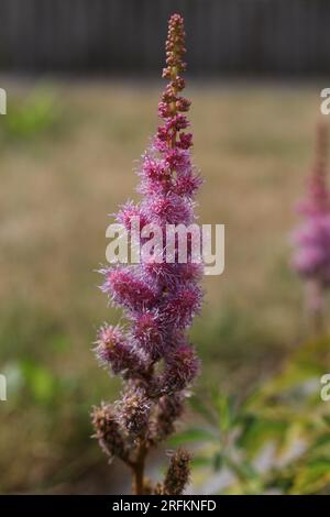 Astilbe chinensis, gemeinhin bekannt als falscher Ziegenbart, großer falscher Bart oder chinesische Atilbe Stockfoto