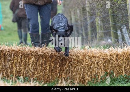 Arbeits-Labrador-Retriever-Gewehrhund-Training mit Volucris-Gundog-Training. Das Üben von sichtbaren und blinden Entfernungen mit ihren Betreuern Stockfoto
