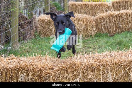 Arbeits-Labrador-Retriever-Gewehrhund-Training mit Volucris-Gundog-Training. Das Üben von sichtbaren und blinden Entfernungen mit ihren Betreuern Stockfoto
