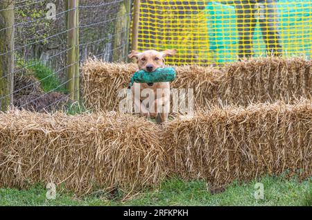 Arbeits-Labrador-Retriever-Gewehrhund-Training mit Volucris-Gundog-Training. Das Üben von sichtbaren und blinden Entfernungen mit ihren Betreuern Stockfoto