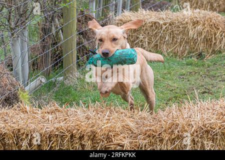 Arbeits-Labrador-Retriever-Gewehrhund-Training mit Volucris-Gundog-Training. Das Üben von sichtbaren und blinden Entfernungen mit ihren Betreuern Stockfoto