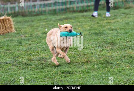 Arbeits-Labrador-Retriever-Gewehrhund-Training mit Volucris-Gundog-Training. Das Üben von sichtbaren und blinden Entfernungen mit ihren Betreuern Stockfoto