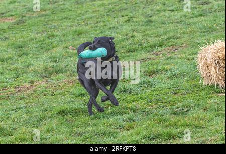 Arbeits-Labrador-Retriever-Gewehrhund-Training mit Volucris-Gundog-Training. Das Üben von sichtbaren und blinden Entfernungen mit ihren Betreuern Stockfoto