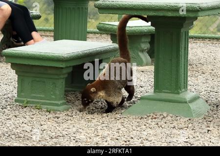 Tier aus dem Regenwald Costa Ricas. Der weiße Coati, Nasua Narica. Säugetier im Naturlebensraum. Stockfoto