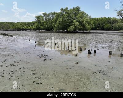 Konzept der CO2-Abscheidung. Natürliche Kohlenstoffsenken. Mangrovenbäume fangen CO2 aus der Atmosphäre ein. Grüner Mangrovenwald und Schlammboden. Blaues Kohlenstoffökosystem Stockfoto