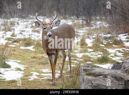 Weißwedelhirsche auf einer schneebedeckten Wiese in Kanada Stockfoto