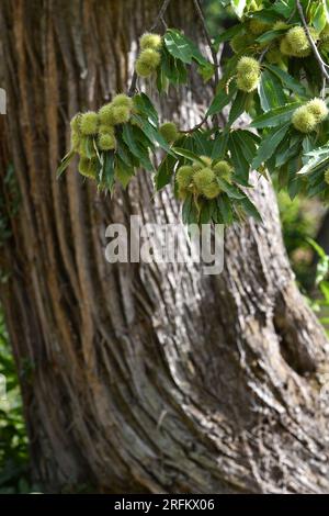 Igel hängen kurz vor der Kastanienernte im Oktober im Herbst an einem Kastanienzweig. Stockfoto