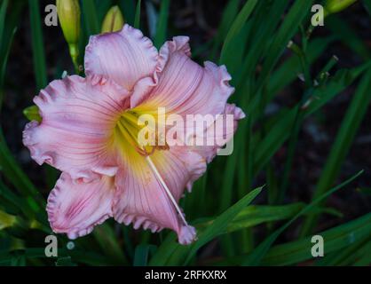 Rosa-gelbe Tageslilie blüht Stockfoto