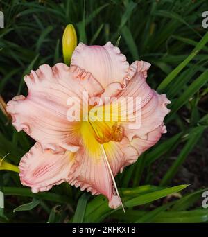 Zartes Pink mit gelber Mitte Stockfoto