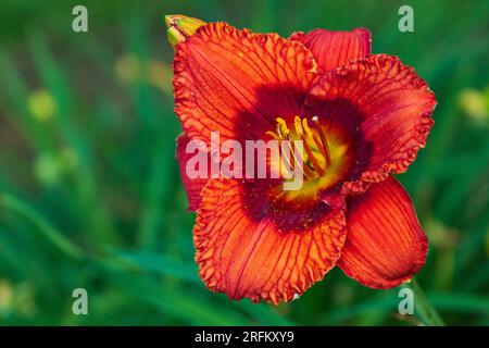 Orange-Rot mit kastanienbrauner und gelber Mitte Stockfoto