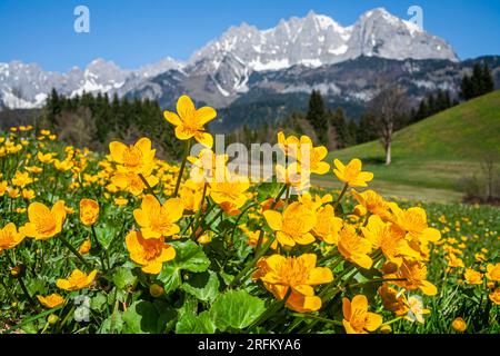 Sumpfmarigold, Caltha palustris, Kaiser Mountains, Blick von Süden, Kaiserwinkl, Tirol, Österreich Stockfoto