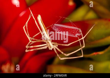 Rufous net-casting Spider, Deinopsis subrufa, with Net, Malanda, Australien. Stockfoto