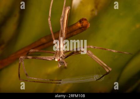 Rufous net-casting Spider, Deinopsis subrufa, with Net, Malanda, Australien. Stockfoto