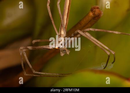 Rufous net-casting Spider, Deinopsis subrufa, with Net, Malanda, Australien. Stockfoto