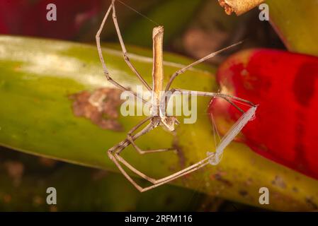 Rufous net-casting Spider, Deinopsis subrufa, with Net, Malanda, Australien. Stockfoto