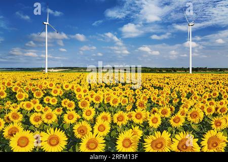 Sonnenblumenfeld und Windturbinen im Osten Bulgariens Stockfoto