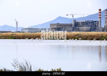 Rosa Flamingos und andere Vögel wandern im Wasser des Mittelmeers auf der Insel Sardinien, Italien. Dahinter ist die Stadt Cagliari Stockfoto