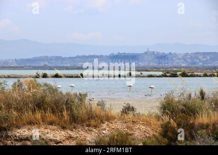 Rosa Flamingos und andere Vögel wandern im Wasser des Mittelmeers auf der Insel Sardinien, Italien. Dahinter ist die Stadt Cagliari Stockfoto