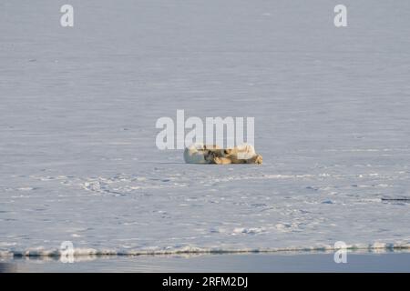 Eisbärmutter spielt mit Jungtier in arktischer Wildnis Stockfoto