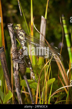 Südliche Hawker-Libelle, Aeshna cyanea, entstand vor kurzem aus Larvenhaut, South Bedfordshire Teich. Stockfoto