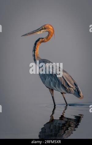 Goliath-Reiher steht vor Reflexion Stockfoto