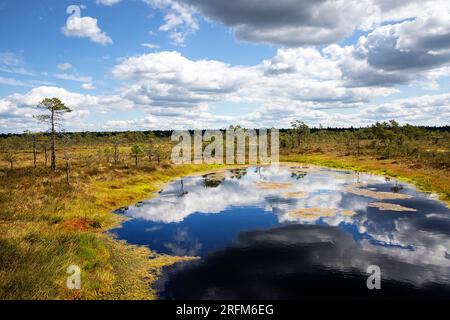 Reflexion in einem Teich auf dem Hüpassaare-Wanderweg zum Kuresoo-Moor im Soomaa-Nationalpark in Estland Stockfoto