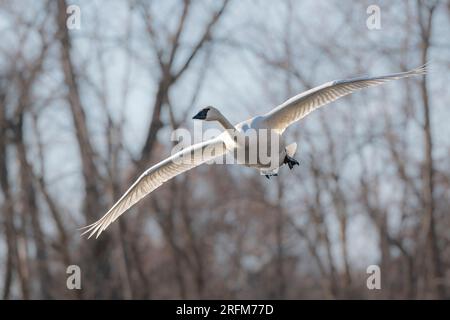 Trompeterschwan Cygnus Buiccinator) im Flug, Frühling, östliches Nordamerika, von Dominique Braud/Dembinsky Photo Assoc Stockfoto