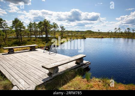 Hölzerne Plattform mit einer Leiter zum Schwimmen in einem kleinen See oder Teich am Ende des Hupassaare Wanderwegs im Kuresoo Moor an sonnigen Sommertagen in Estland Stockfoto