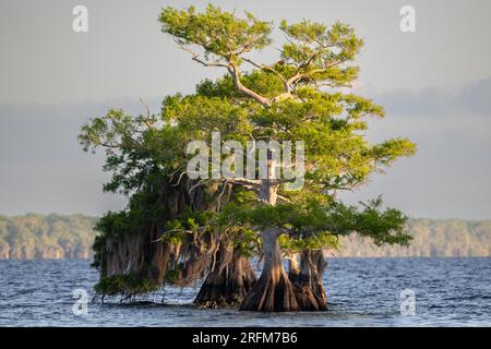 Weißkopfzypressen (Taxodium distichum) und spanisches Moos ( Tillandsia usneoides), Blue Cypress Lake, Florida, USA, von Dominique Braud/Dembinsky Photo Stockfoto