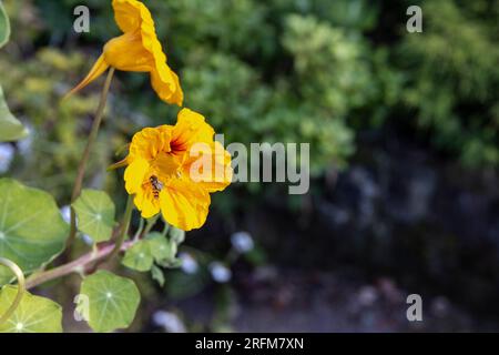 Bildunterschrift: Hover Fly im Juli Fütterung einer Nasturtium-Blüte Stockfoto