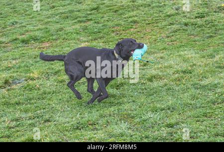Arbeits-Labrador-Retriever-Gewehrhund-Training mit Volucris-Gundog-Training. Das Üben von sichtbaren und blinden Entfernungen mit ihren Betreuern Stockfoto