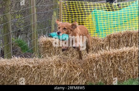 Arbeits-Labrador-Retriever-Gewehrhund-Training mit Volucris-Gundog-Training. Das Üben von sichtbaren und blinden Entfernungen mit ihren Betreuern Stockfoto