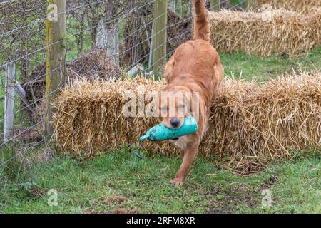 Arbeits-Labrador-Retriever-Gewehrhund-Training mit Volucris-Gundog-Training. Das Üben von sichtbaren und blinden Entfernungen mit ihren Betreuern Stockfoto