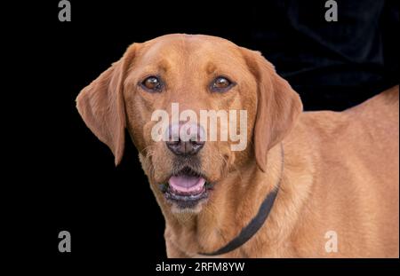 Arbeits-Labrador-Retriever-Gewehrhund-Training mit Volucris-Gundog-Training. Das Üben von sichtbaren und blinden Entfernungen mit ihren Betreuern Stockfoto