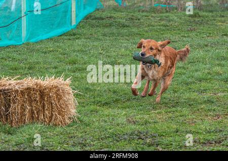 Arbeits-Labrador-Retriever-Gewehrhund-Training mit Volucris-Gundog-Training. Das Üben von sichtbaren und blinden Entfernungen mit ihren Betreuern Stockfoto