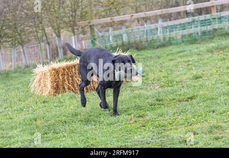 Arbeits-Labrador-Retriever-Gewehrhund-Training mit Volucris-Gundog-Training. Das Üben von sichtbaren und blinden Entfernungen mit ihren Betreuern Stockfoto