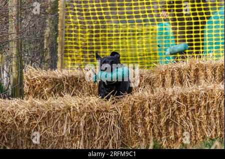 Arbeits-Labrador-Retriever-Gewehrhund-Training mit Volucris-Gundog-Training. Das Üben von sichtbaren und blinden Entfernungen mit ihren Betreuern Stockfoto