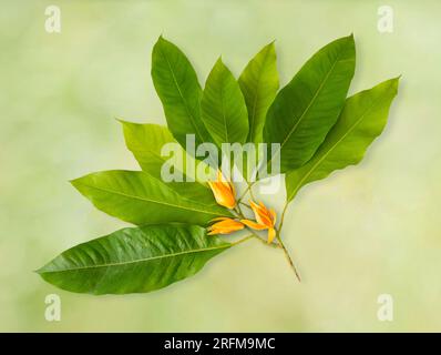 Champak-Blume „Magnolia Champaca“ – wohlriechende gelbe Blüten, die auf einem Ast mit grünen Blättern blühen, isoliert auf verschwommenem Bokeh-Hintergrund, mit Clipping Stockfoto