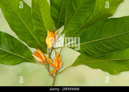 Champak-Blume „Magnolia Champaca“ – wohlriechende gelbe Blumen, die auf einem Ast mit grünen Blättern blühen, isoliert auf einem verschwommenen Bokeh-Hintergrund Stockfoto