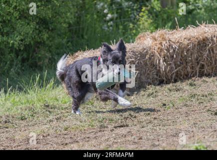 Collie Dog probiert mit Volucris ein paar Schusswaffentrainings aus. Englisches Schaf-Hund-Gewehrhund-Training, das Leinenpuppen über Land holt Stockfoto