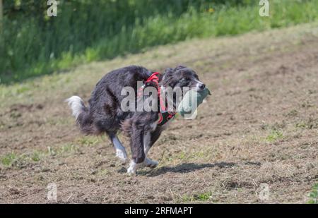 Collie Dog probiert mit Volucris ein paar Schusswaffentrainings aus. Englisches Schaf-Hund-Gewehrhund-Training, das Leinenpuppen über Land holt Stockfoto