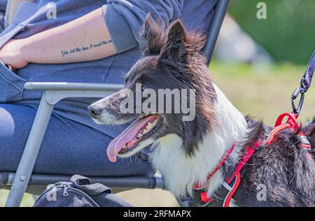 Collie Dog probiert mit Volucris ein paar Schusswaffentrainings aus. Englisches Schaf-Hund-Gewehrhund-Training, das Leinenpuppen über Land holt Stockfoto