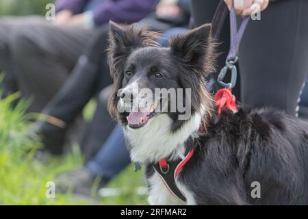 Collie Dog probiert mit Volucris ein paar Schusswaffentrainings aus. Englisches Schaf-Hund-Gewehrhund-Training, das Leinenpuppen über Land holt Stockfoto