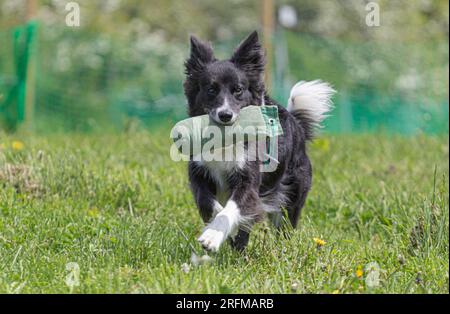 Collie Dog probiert mit Volucris ein paar Schusswaffentrainings aus. Englisches Schaf-Hund-Gewehrhund-Training, das Leinenpuppen über Land holt Stockfoto