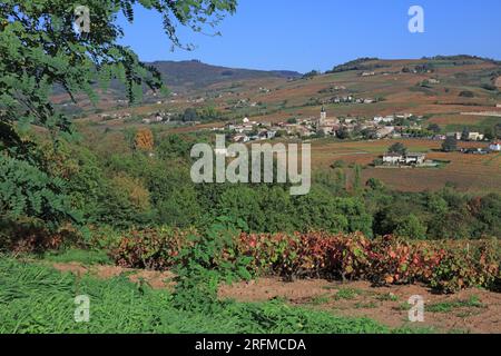 Frankreich, Rhône (69), Juliénas, Village du vignoble du Beaujolais Grand Cru AOC, les vignes en automne / Frankreich, Rhône Juliénas, Village of the Beaujolais Grand Cru AOC Vineyard, the Rines in Herbst / Stockfoto